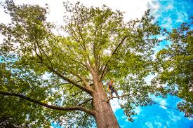 Best Lawn Renovation and Restoration  in Mequon, WI