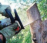 Best Tree Preservation Services  in Mequon, WI