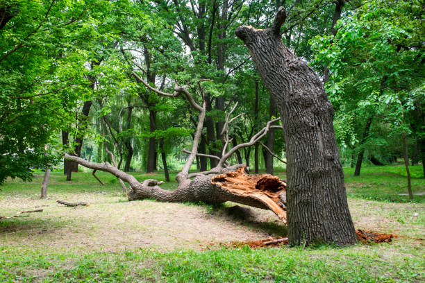 Best Tree Risk Assessment  in Mequon, WI