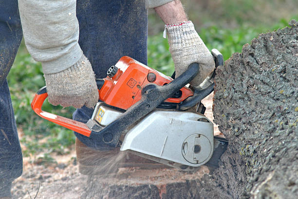Best Tree Cabling and Bracing  in Mequon, WI