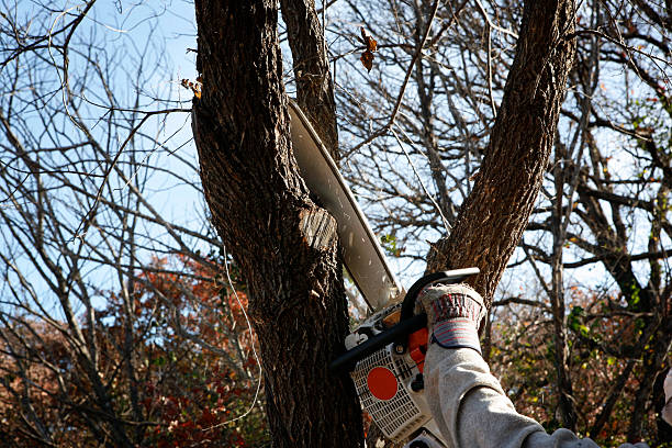 Best Arborist Consultation Services  in Mequon, WI