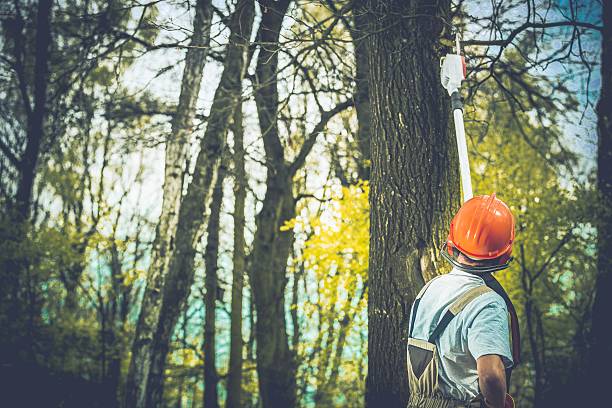 Best Root Management and Removal  in Mequon, WI